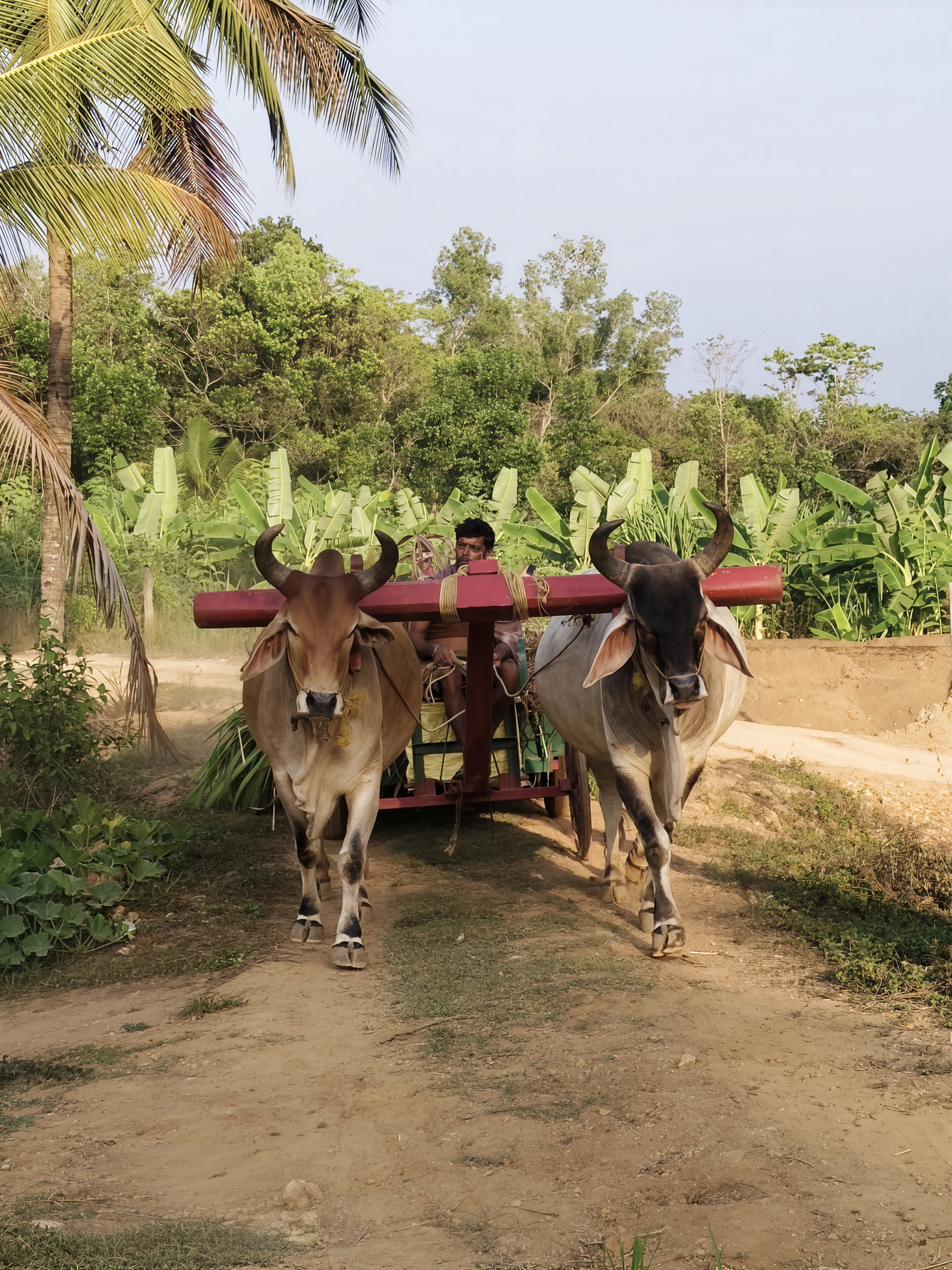 Desi Cow